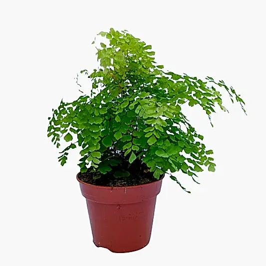 Maidenhair Fern | Potted Houseplants