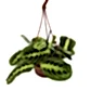 Prayer Plant | Lemon Lime | Rare Plant