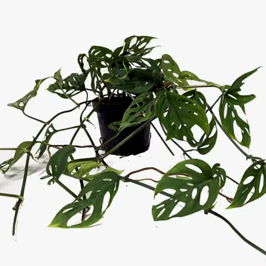 Monkey Mask | Acuminata | Potted Houseplants