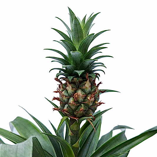 Pineapple Plant | Amigo | Potted Houseplants