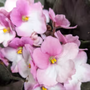 African Violet | Soft Fleck Pink - Indoor Plant