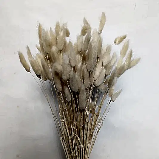 Bunny Tails Bouquet | Natural | Dried Flowers