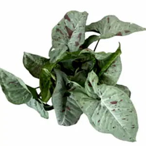 Arrowhead Vine | Milk Confetti | Rare Plant - Indoor Plant