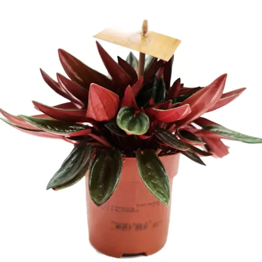 Radiator Plant | Rosso | Potted Houseplants