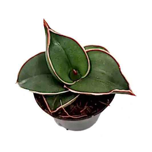 Snake Plant | Samurai Dwarf | Rare Plant | Potted Houseplants