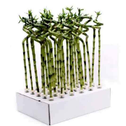 Lucky Bamboo | Potted Houseplants