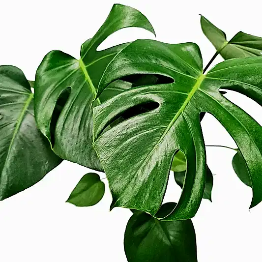 Swiss Cheese Plant | Potted Houseplants