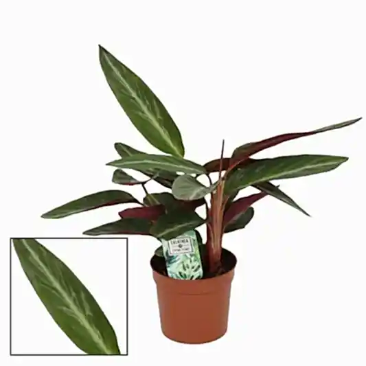 Never Never Plant | Stripestar | Potted Houseplants