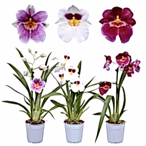 Pansy Orchid - Indoor Plant