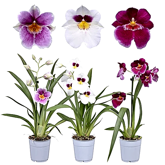 Pansy Orchid | Orchid Plants