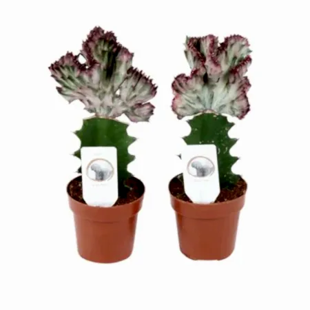 Mermaid Tail Cactus | Potted Houseplants